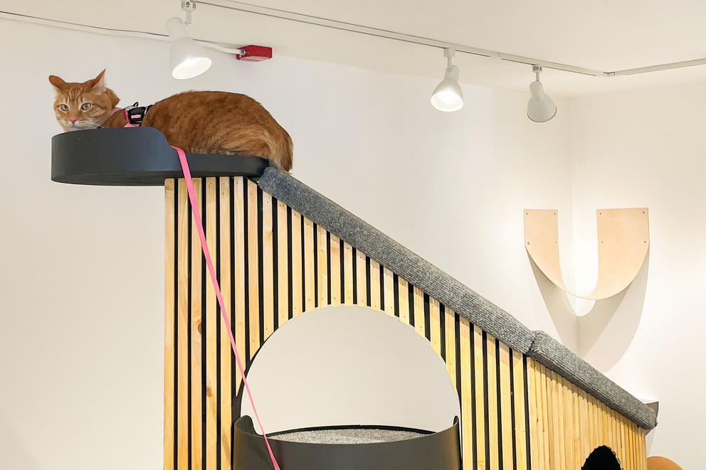 A cat on a pink leash sits atop a wooden cat tower sculpture