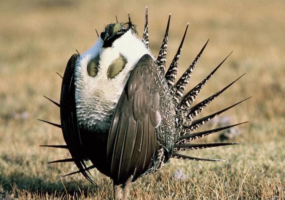 093014sagegrouse