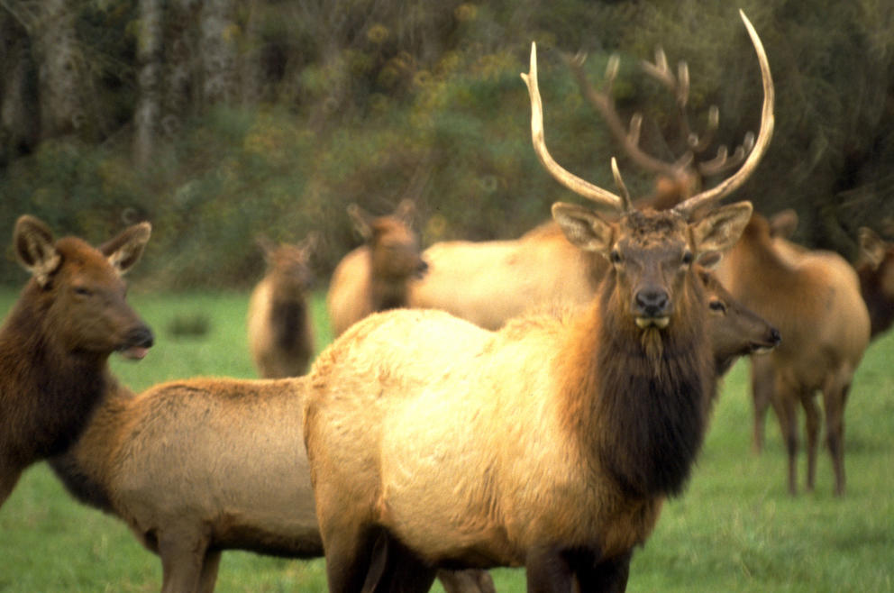 Roosevelt Elk