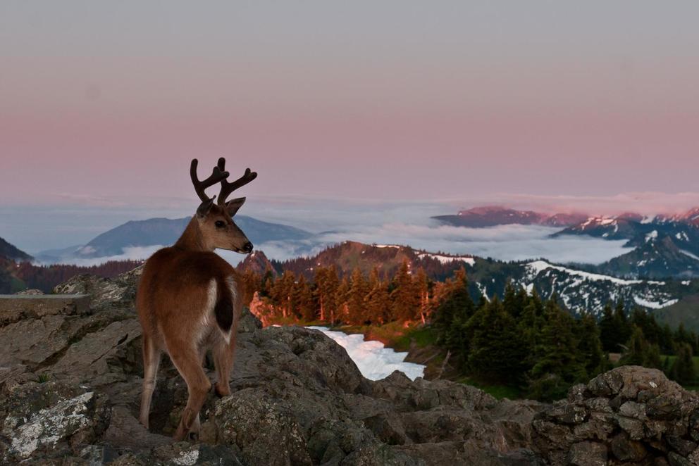 Olympic National Park