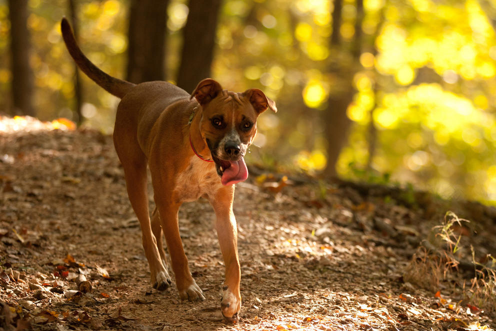 A dog in the woods