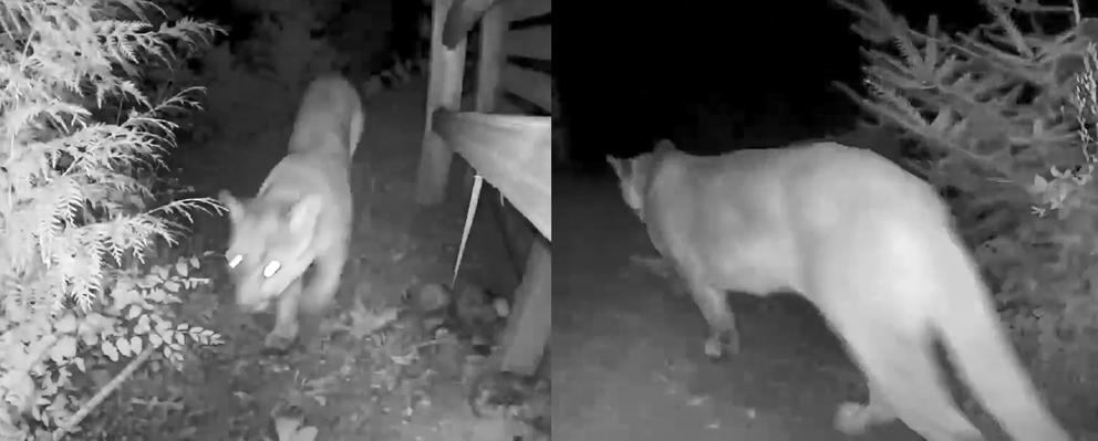 cougar walking in a backyard at night