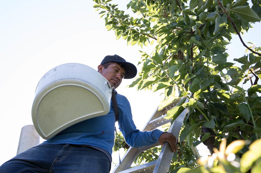 A worker in an orchard