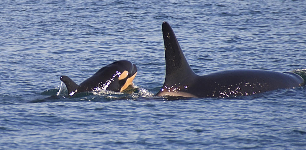 L122 with its mother L91 in the Strait of Juan de Fuca. Photo by Capt. Jim Maya, Maya’s Legacy Whale Watching, San Juan Island, WA.2