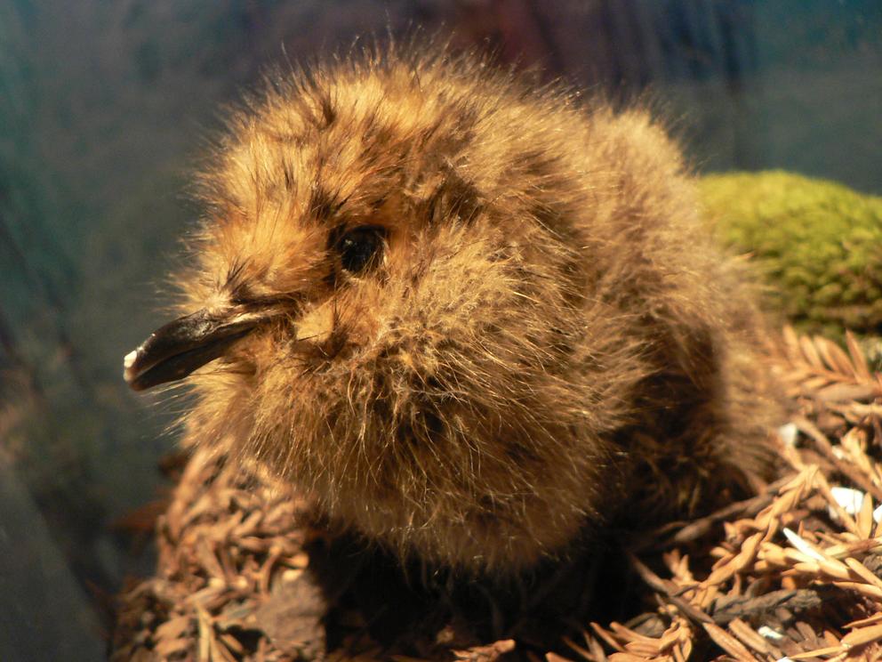 Marbled_Murrelet_chick