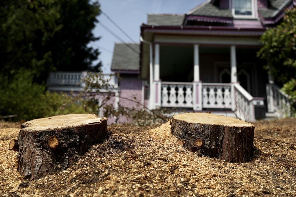 Recently cut trees in Northeast Seattle