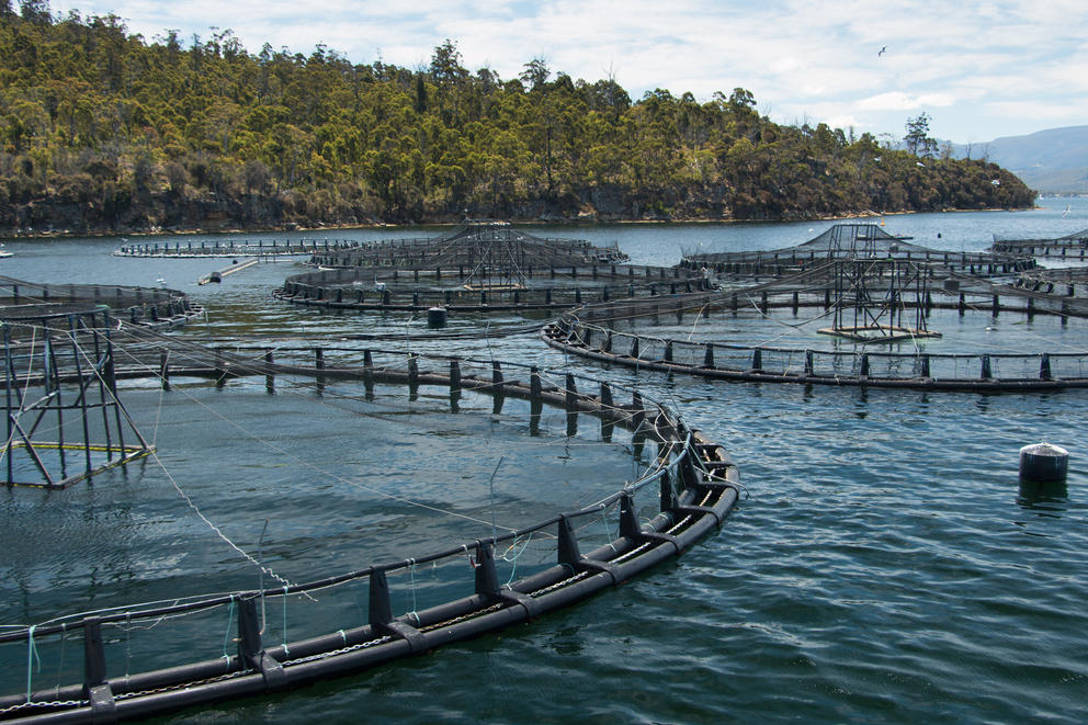 Salmon pens Australia