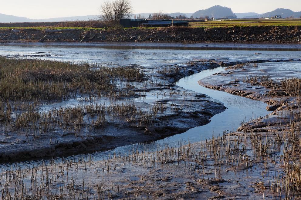 Skagit River mudflats