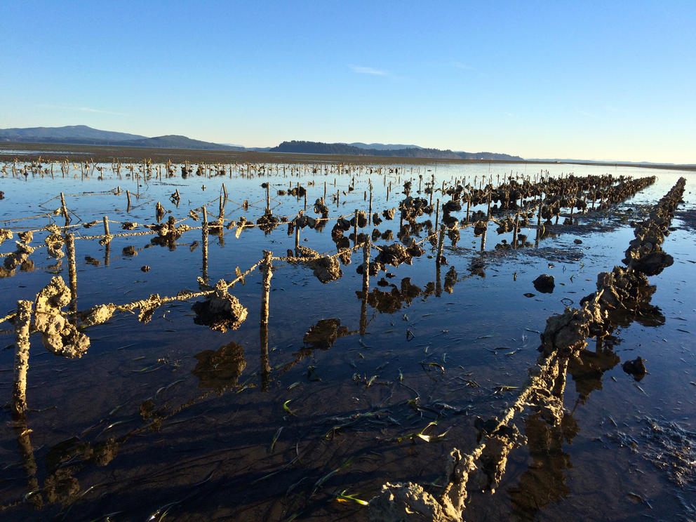 Willapa oyster farm