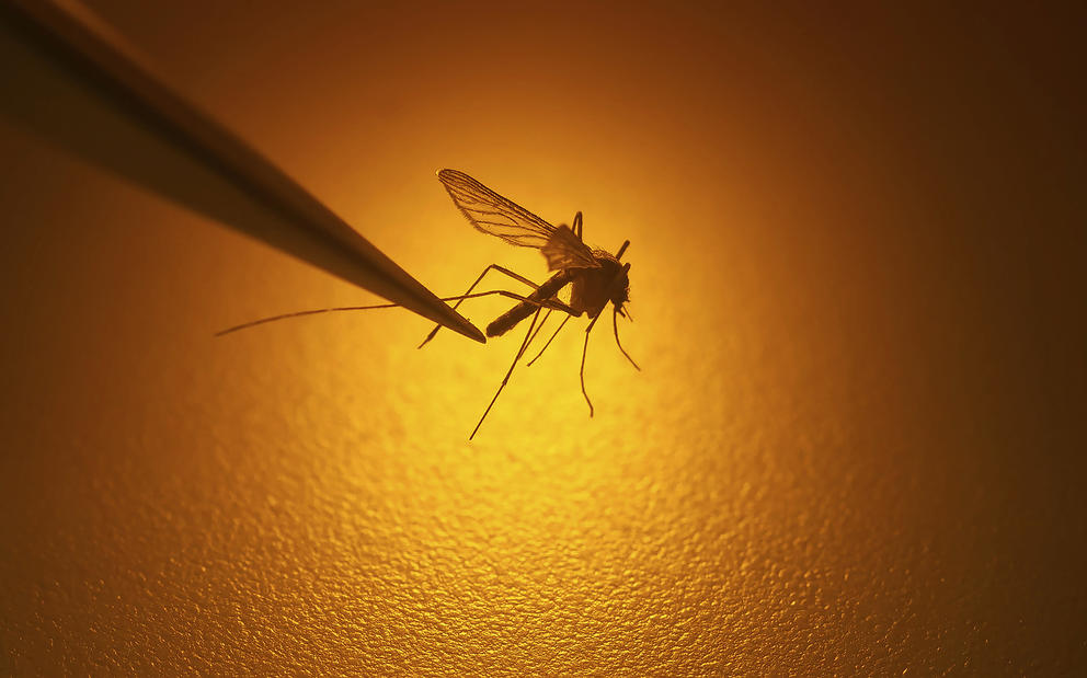 tweezers holding a mosquito against an orange background 