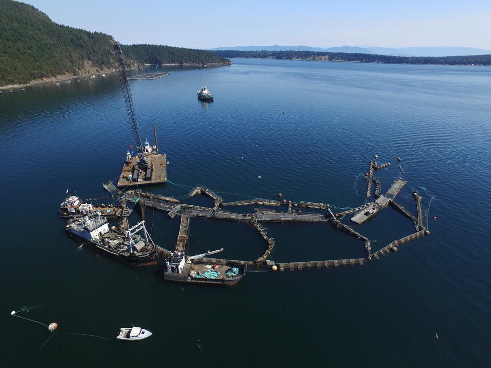 Aerial view of an open-net-pen salmon farm