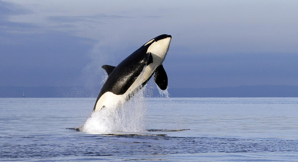 orca breaching