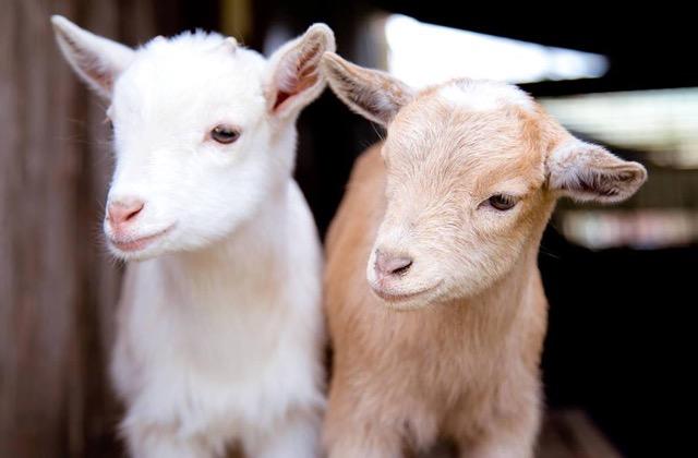 baby goats