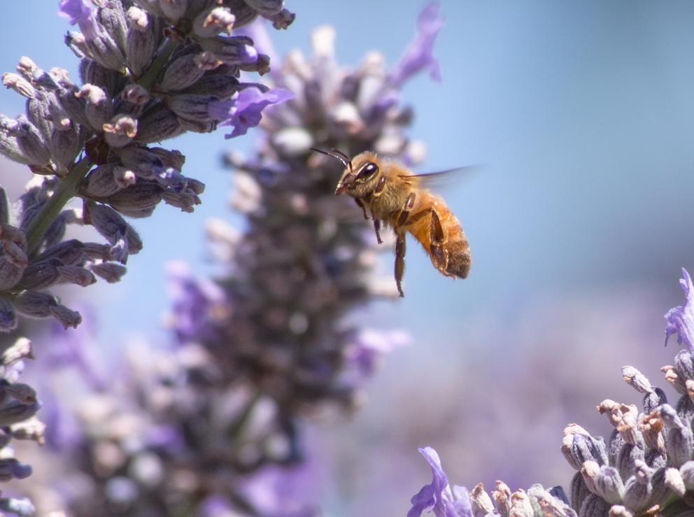 bee lavender