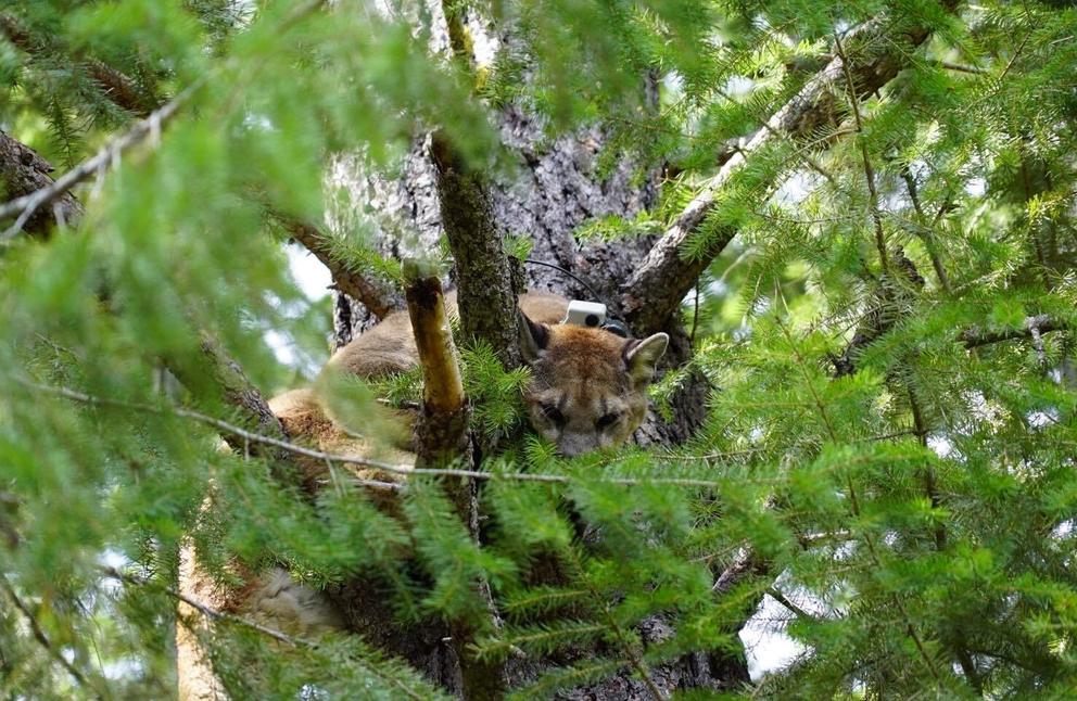 cougar in tree