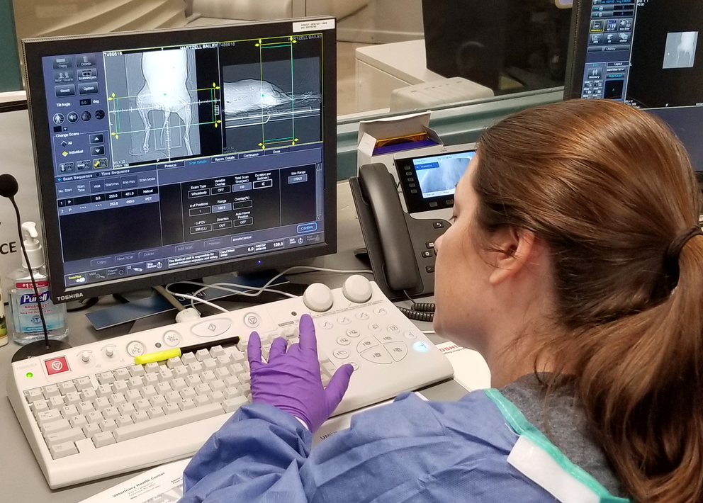 A doctor looks at a body scan of a dog on a computer screen.