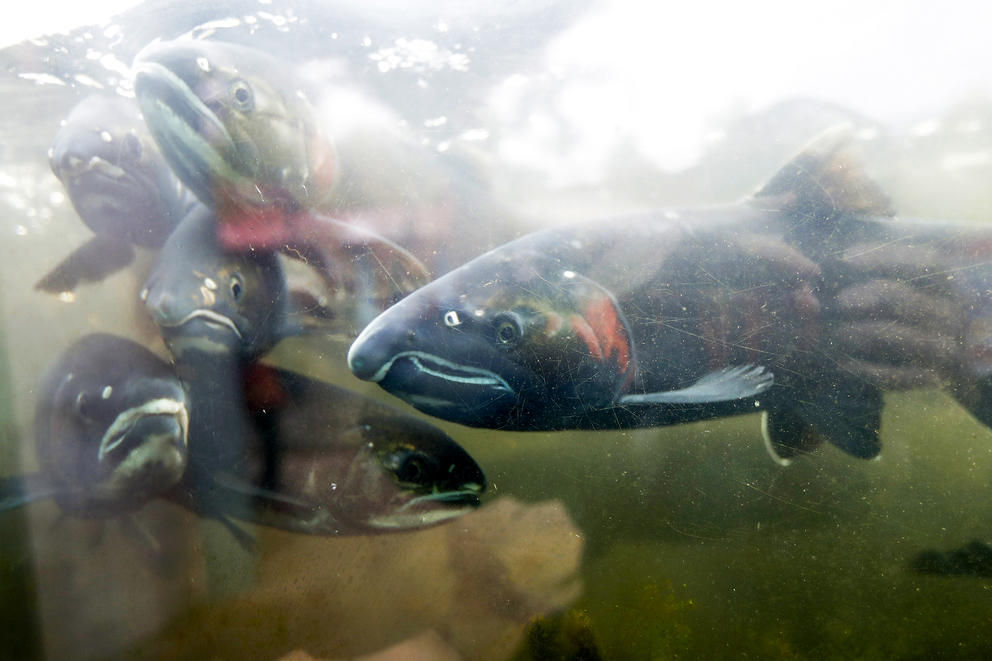 Fish pictured swimming