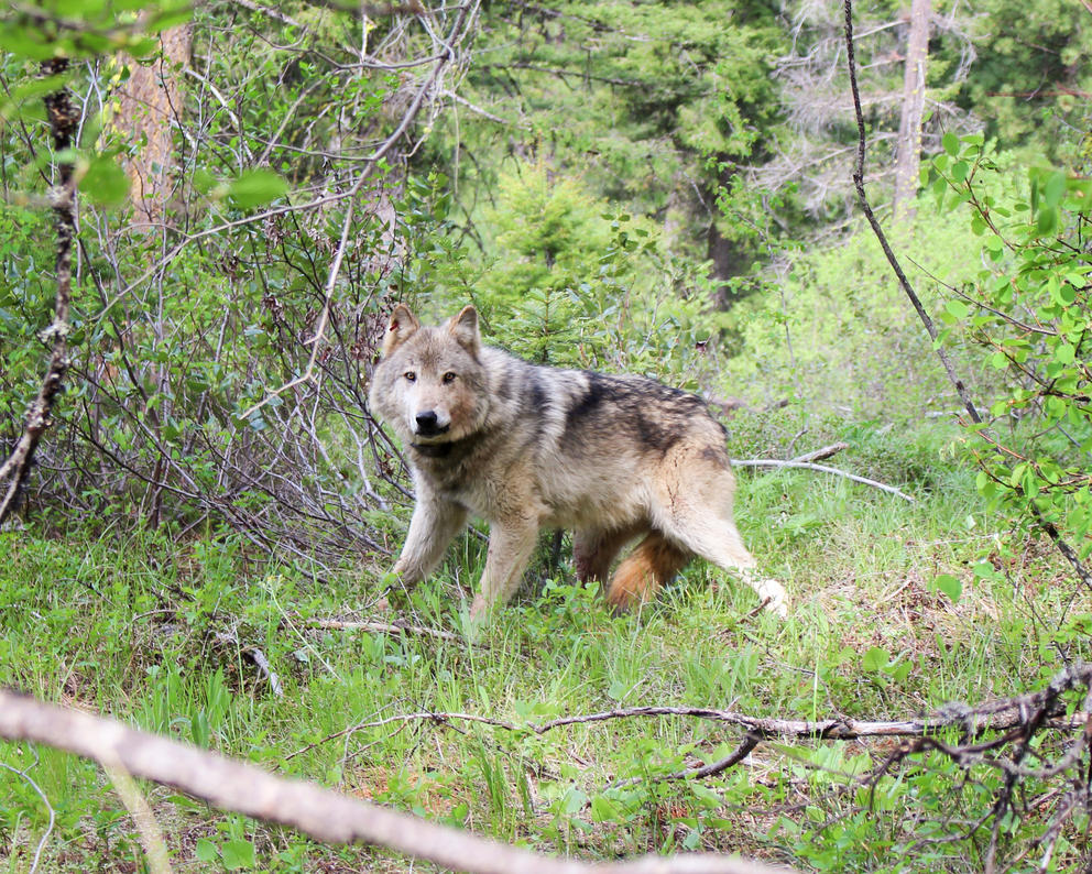 Wolf in forest looking into the camera 