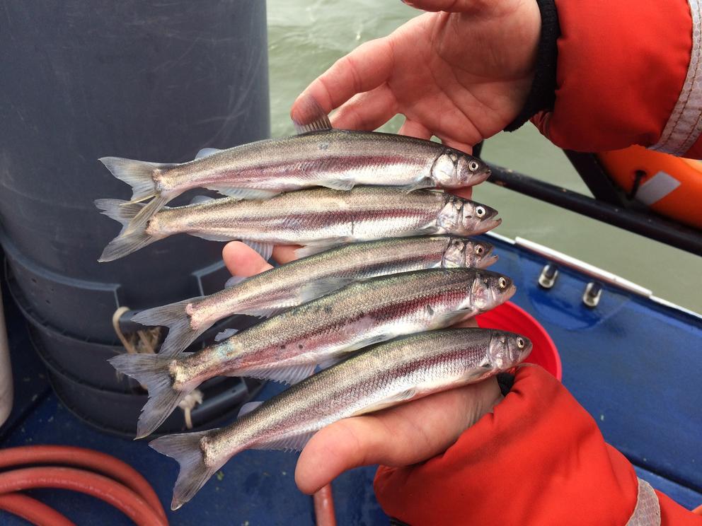 five fish are seen laying in the hands of a person 