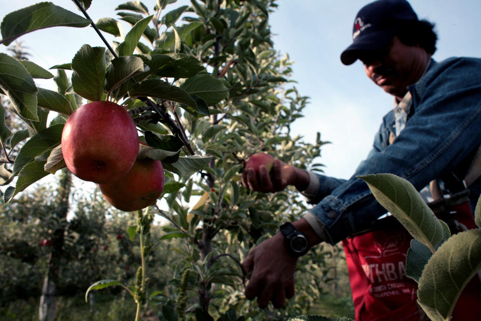 farmworker