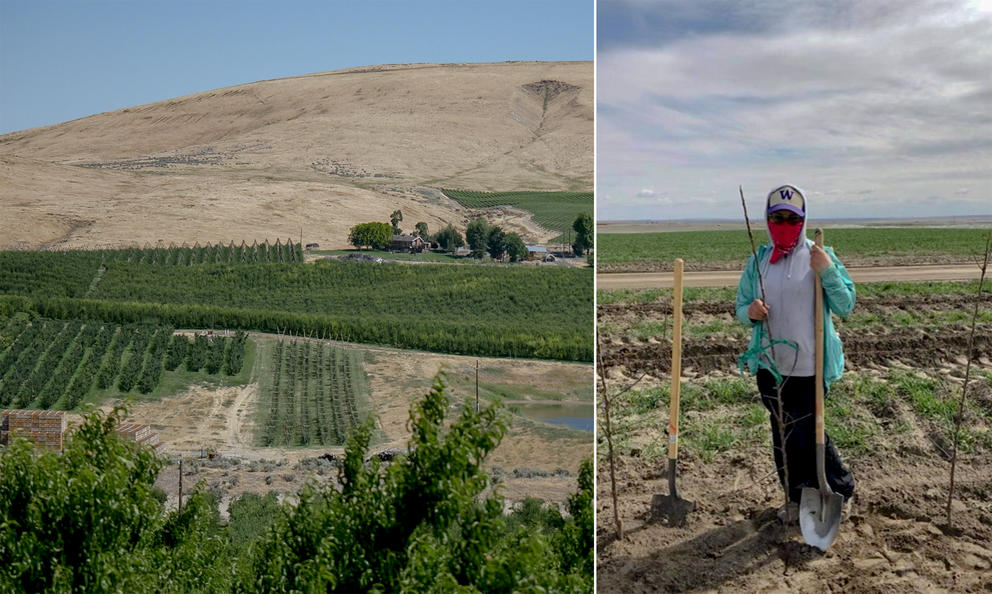 A composite photo of an orchard and a woman standing in a field