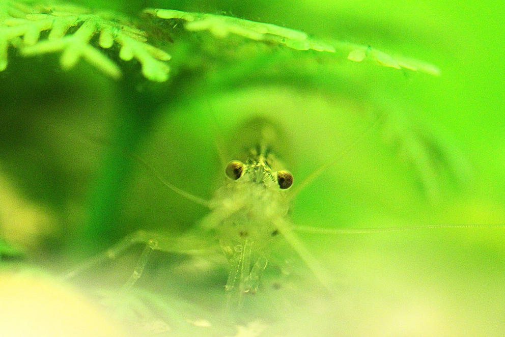 ghost shrimp