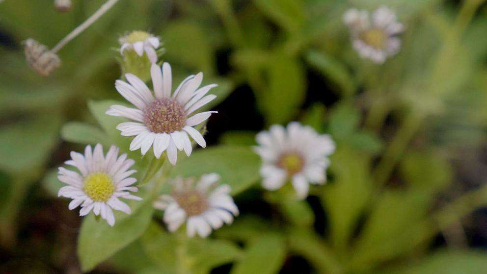 Gorge Daisy