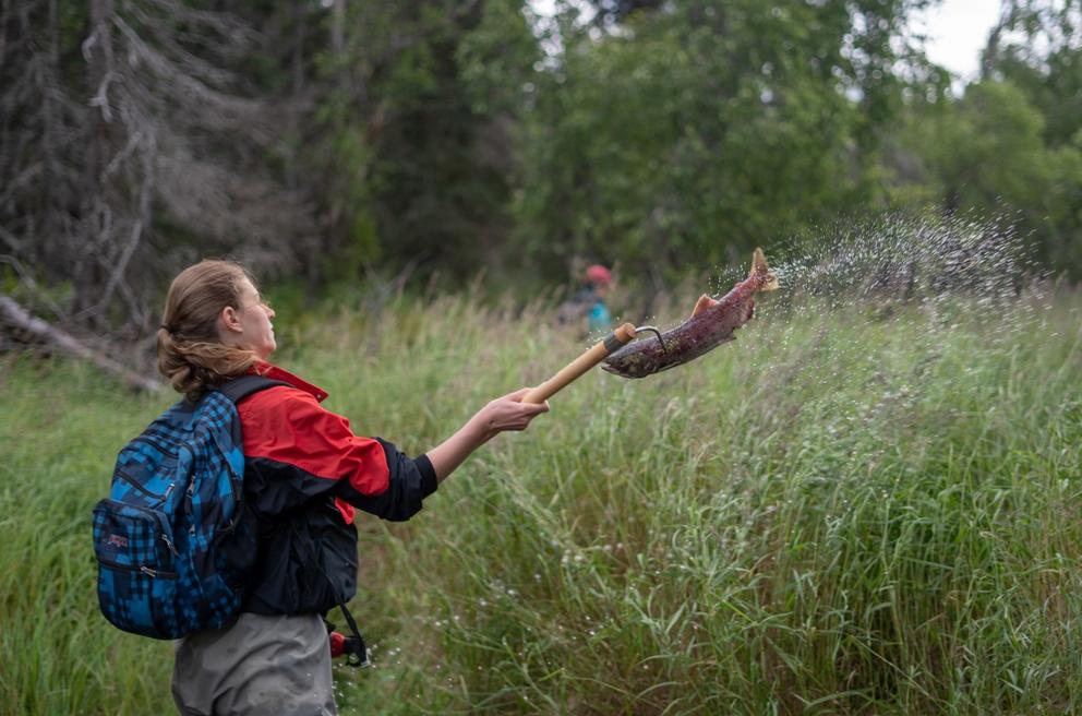 Kyla Bivens, an undergraduate student in the UW School of Aquatic and Fishery Sciences, assists the Alaska Salmon Program by tossing a sockeye salmon carcass onto the bank of Hansen Creek near Aleknagik, Alaska, in August 2018. Credit: Dan DiNicola/University of Washington