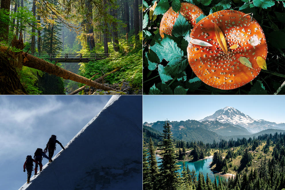 Clockwise: bridge, mushroom, hikers, vista