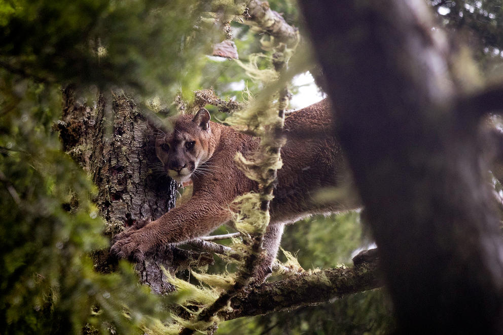 A cougar in a tree