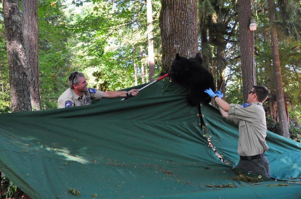 Two men help a treed bear cub