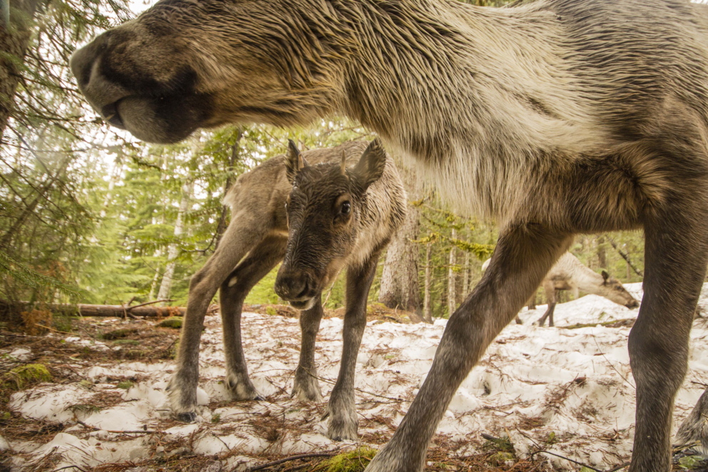 Photographer David Moskowitz spent three years working on his new book, an exploration of issues facing the endangered mountain caribou and their habitat; and what their plight tells us about conservation ecology around the world.