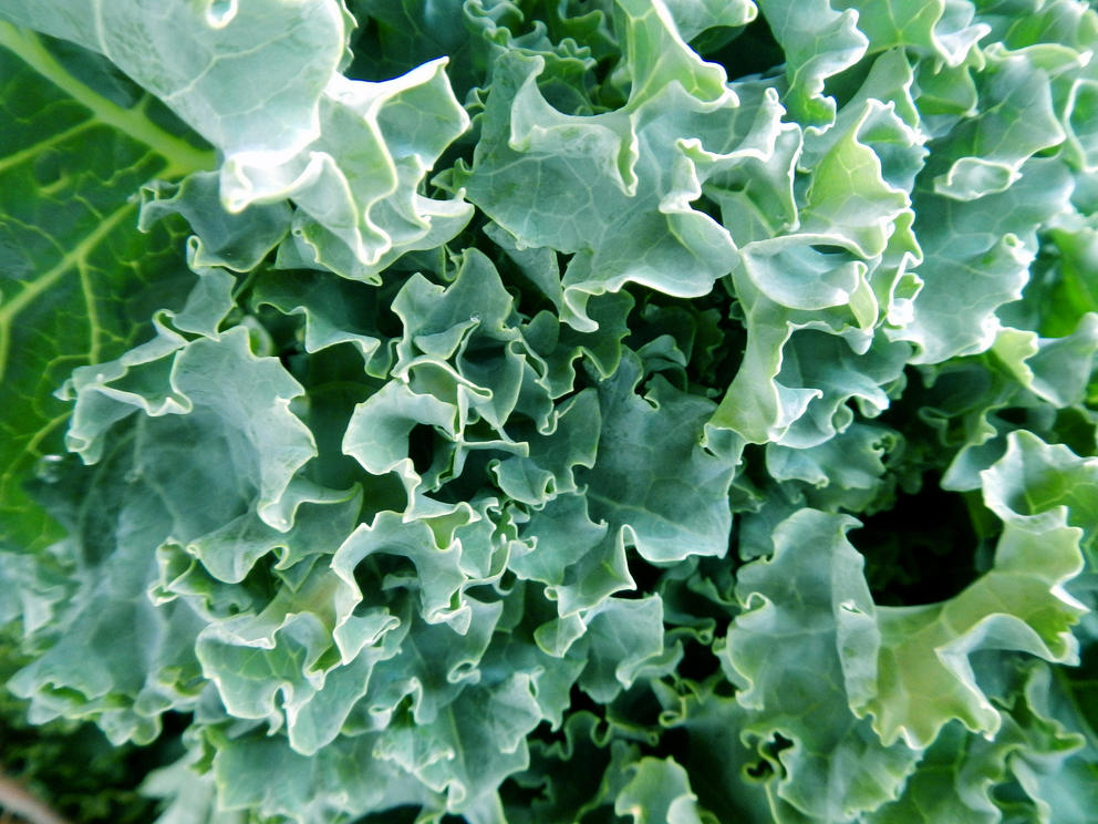 kale