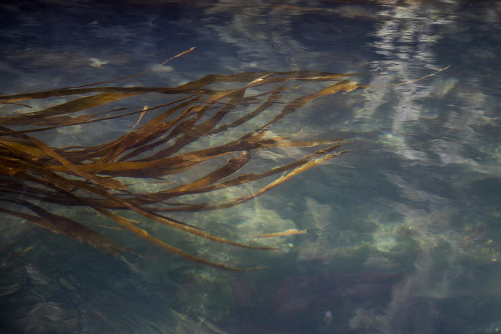 A bed of bull kelp off the shore of Owen’s Beach in Tacoma