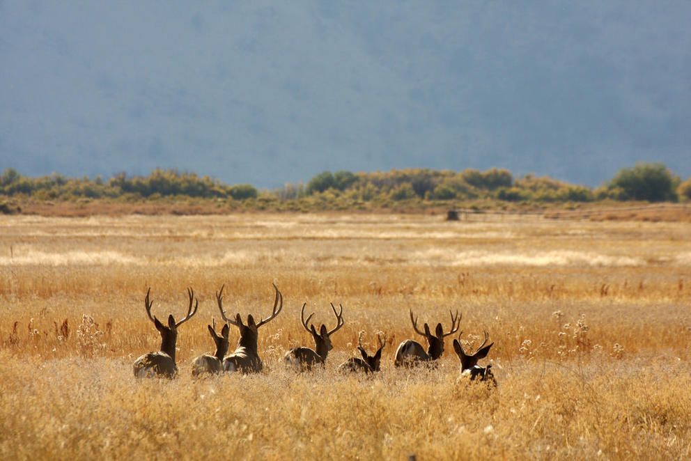 malheur wildlife