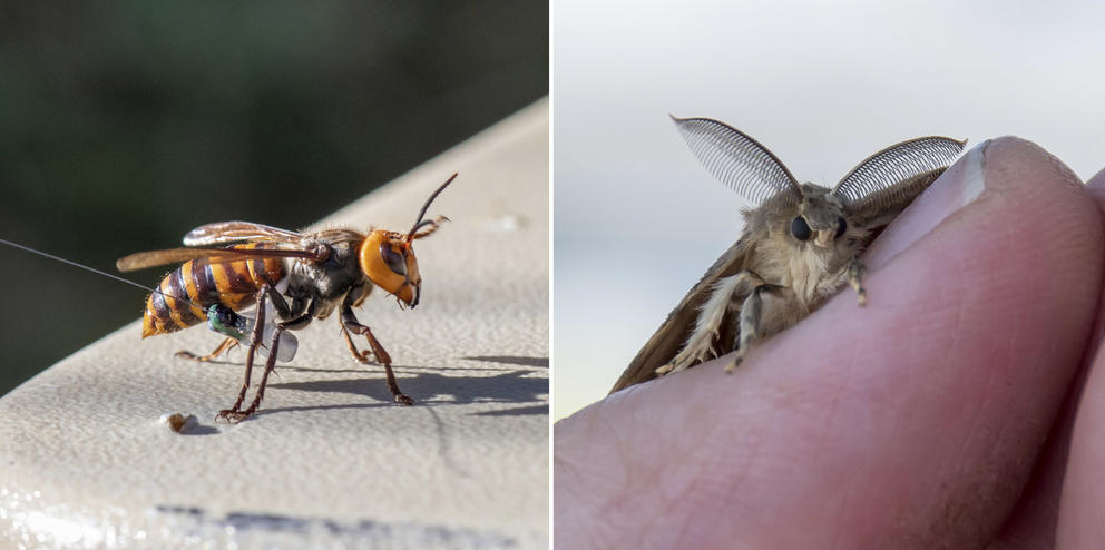 on the left, a hornet with a radio tag. on the right, a moth facing the camera sits on a person's finger.