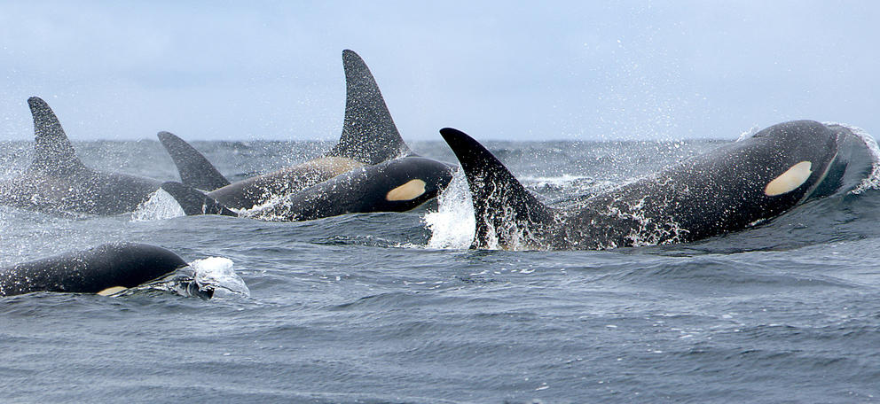 orcas