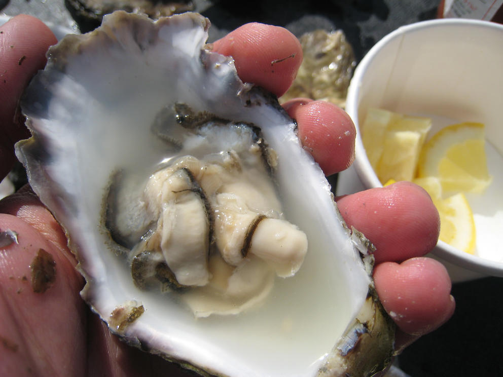 oyster