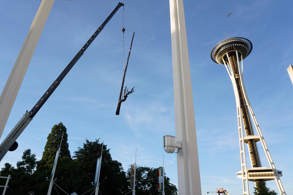 The "Lone Fir" piece of Smoke Season, during installation