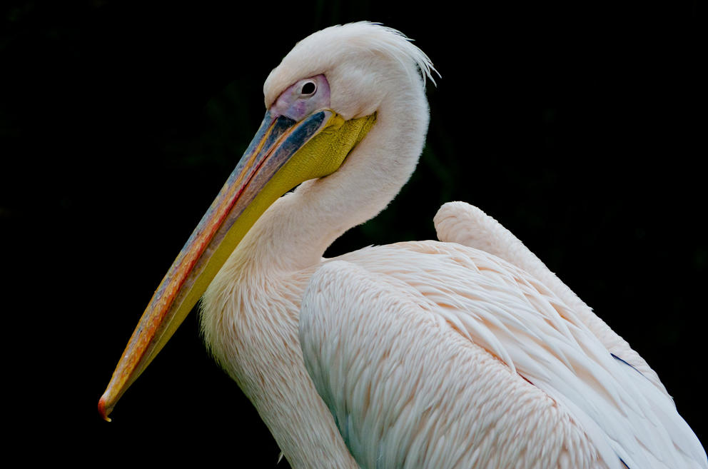 pelican