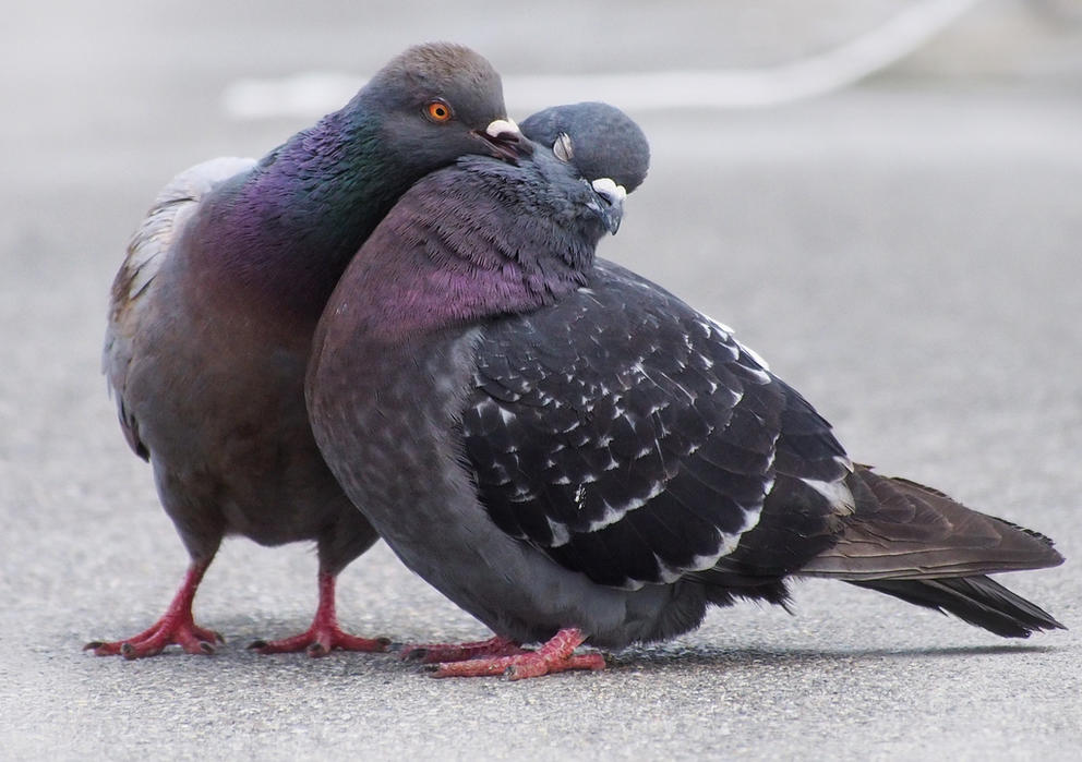 pigeon