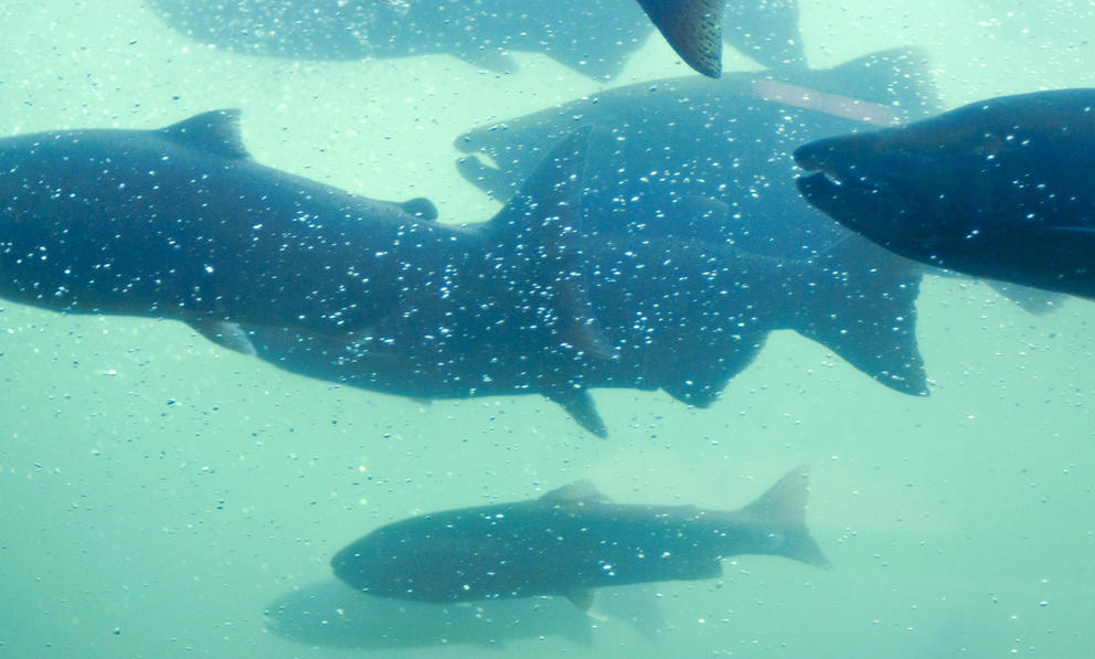 salmon-bonneville-dam-fish-lader-columbia-river1.jpg