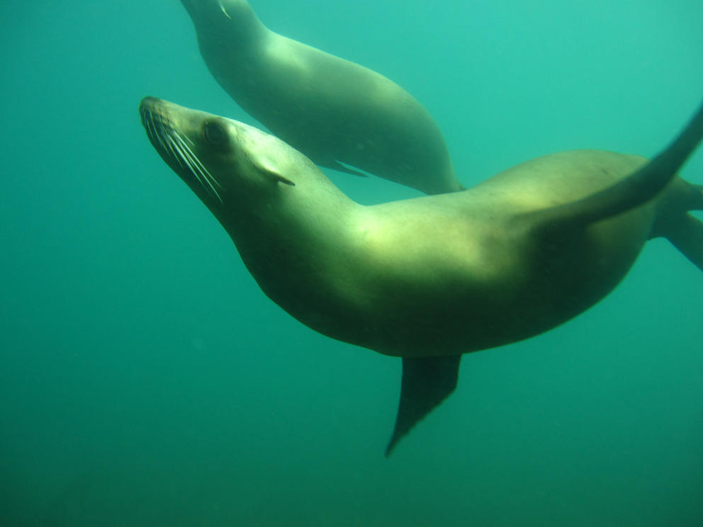 sea lions