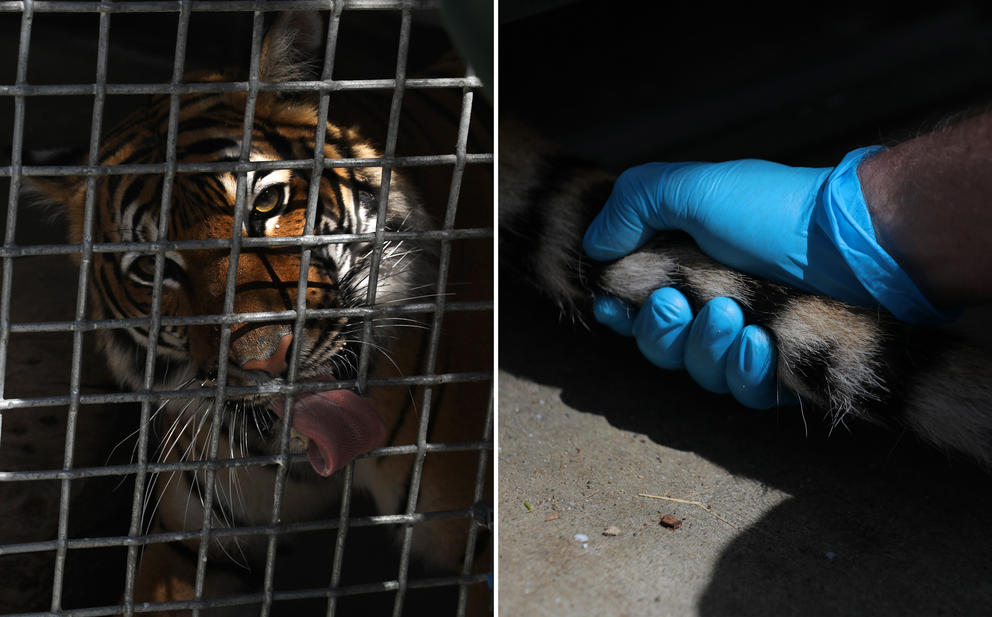 a tiger's face behind a metal mesh cage, and a gloved hand holding a tiger's tail