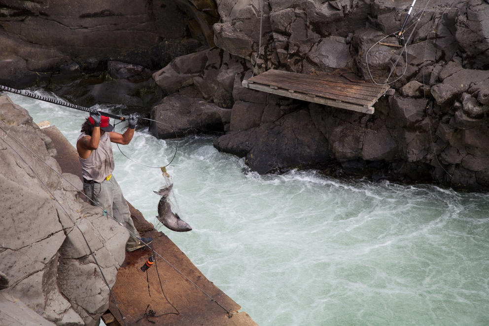 A Yakama tribal member fishes in the Klickitat River for fall Chinook salmon.