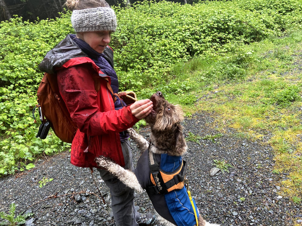 truffle hunter and dog