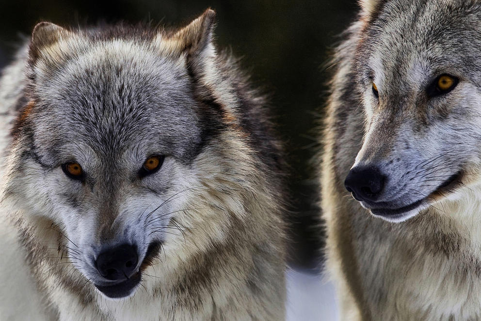 wolf pair