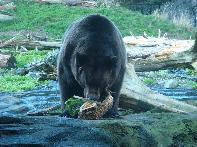 zoo bear