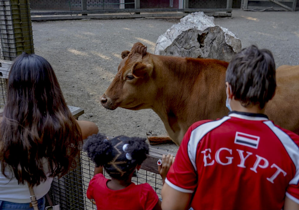 children with back to camera looking at a cow