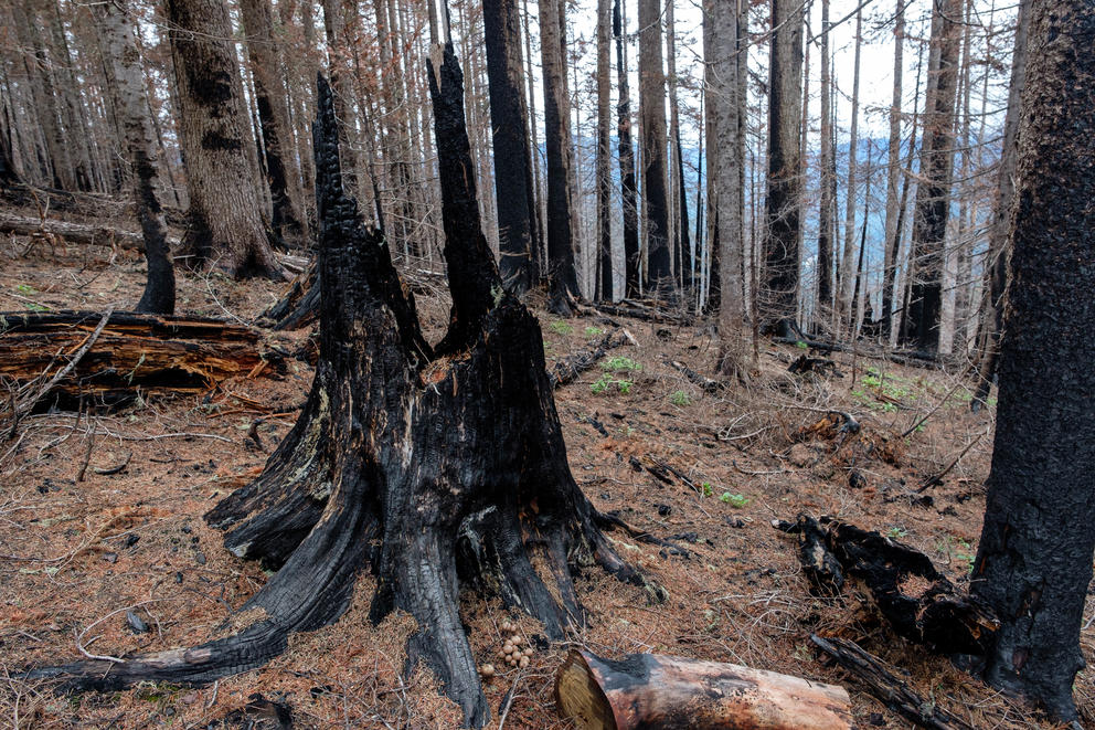 Aftermath of the Norse Peak Fire